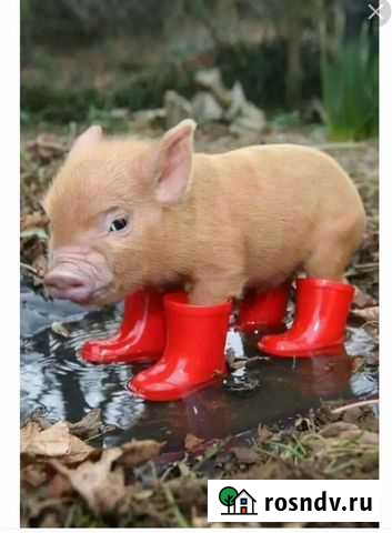 Свиньи живым весом Вятские Поляны - изображение 1