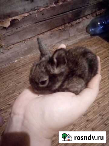 Декоративные кролики Канск - изображение 1