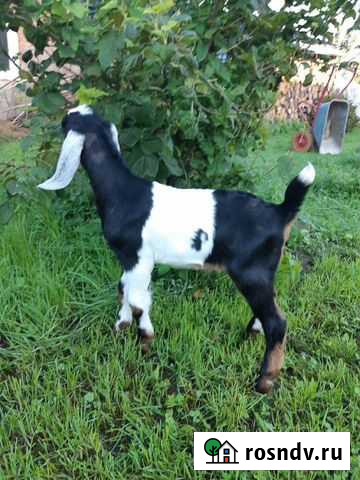 Козлята Англо Нубийские Лотошино - изображение 1