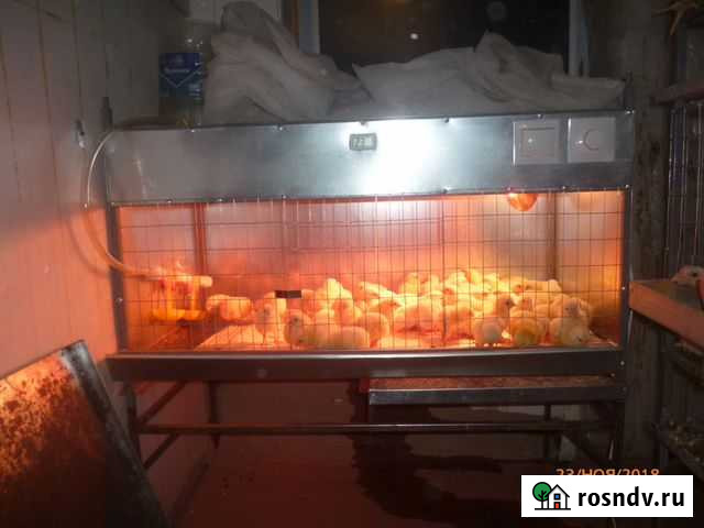 Брудер на 70 цыплят Сызрань - изображение 1
