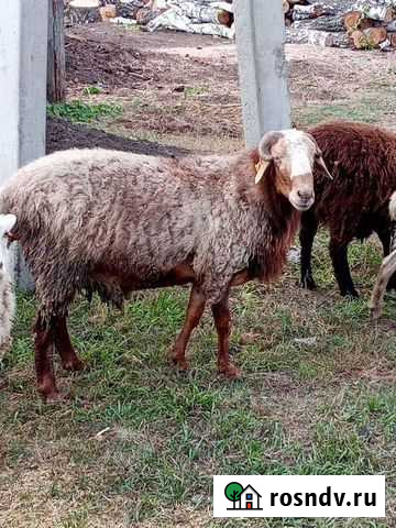 Бараны Марьяновка - изображение 1