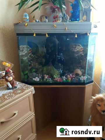 Аквариум Петропавловск-Камчатский - изображение 1