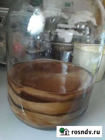 Чайный гриб Бузулук - изображение 1