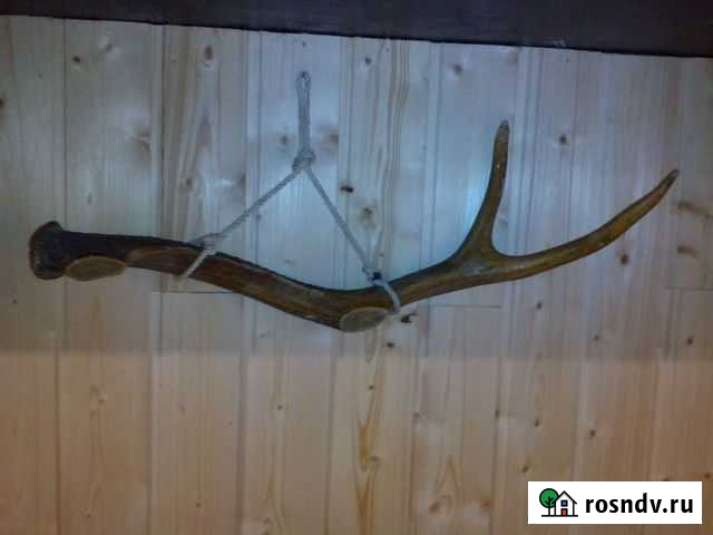Рог оленя Курчатов - изображение 1