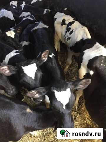 Бычки Майкоп - изображение 1