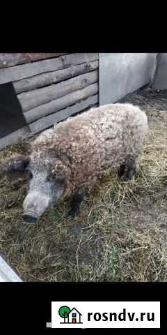 Кабан (венгерская мангалица) Железногорск - изображение 1