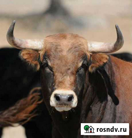 Говядина Южноуральск - изображение 1
