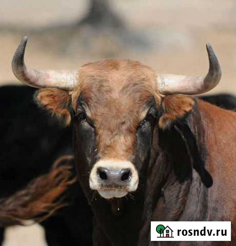 Говядина Южноуральск - изображение 1