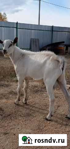 Козел зааненский жених Коркино - изображение 1