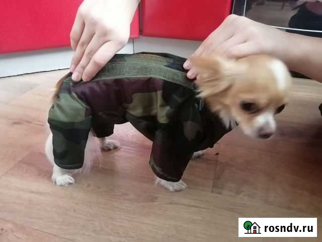 Комбенизон осенний для маленькой собачки или щенка Гатчина - изображение 1