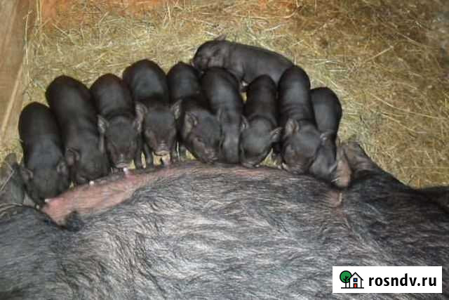 Вьетнамские вислобрюхие поросята Кольчугино - изображение 1