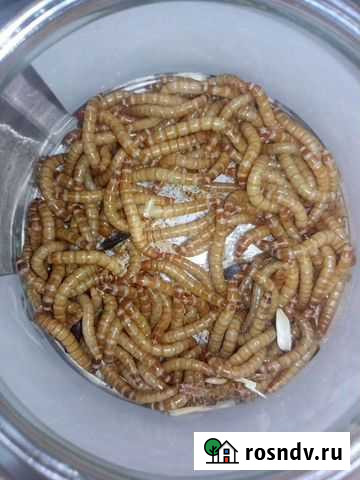 Мучной хрущак(он же мучник) и зофобас Красноярск - изображение 1