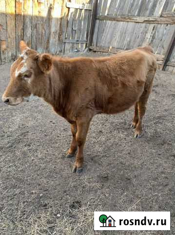 Телочка 8 месяцев Кувандык - изображение 1