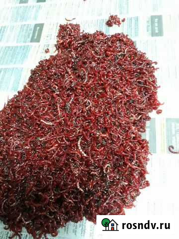 Мотыль Истра - изображение 1