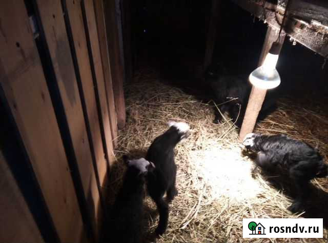 Овцы романовские Маркс - изображение 1