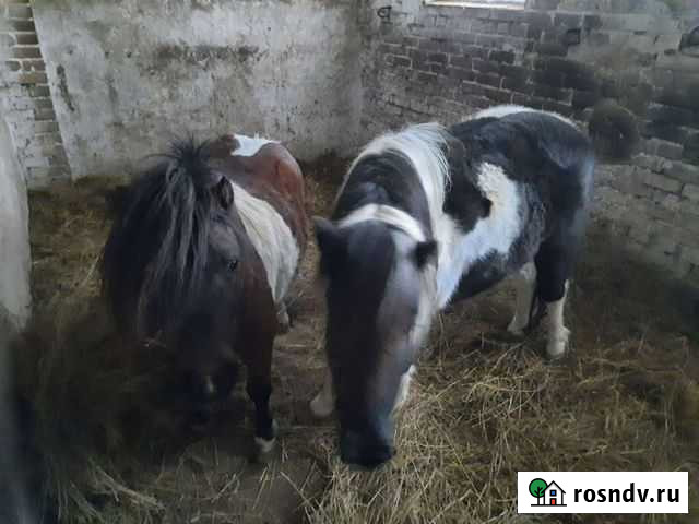 Продаются пони Уруссу - изображение 1