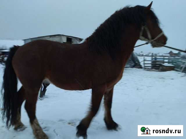 Жеребец и жеребята Стерлитамак - изображение 1