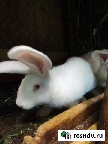 Кролики Белокуриха - изображение 1