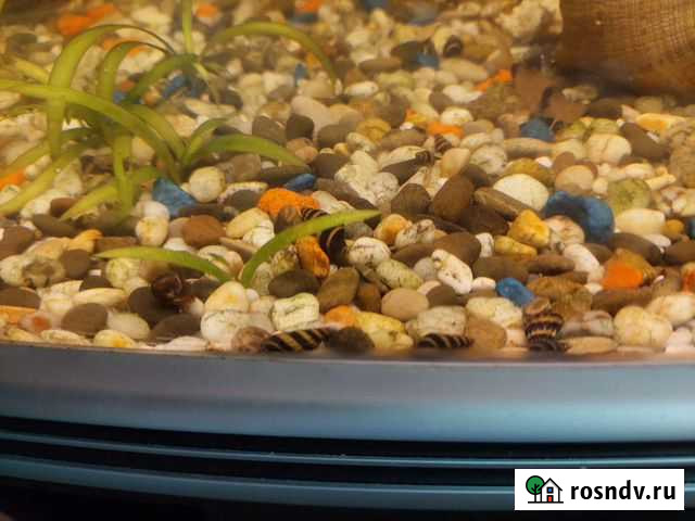 Улитка хелена Чита - изображение 1