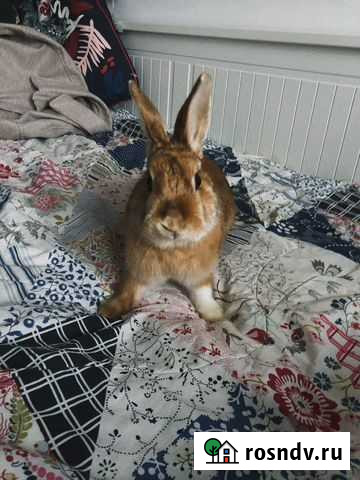 Карликовый кролик Москва - изображение 1