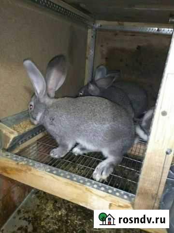 Кролики мясных пород Ейск - изображение 1