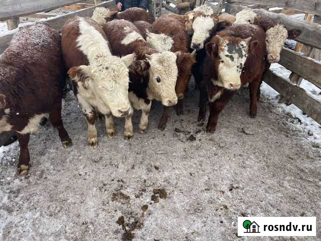 Бычки казахской породы 2021гр Петропавловка - изображение 1