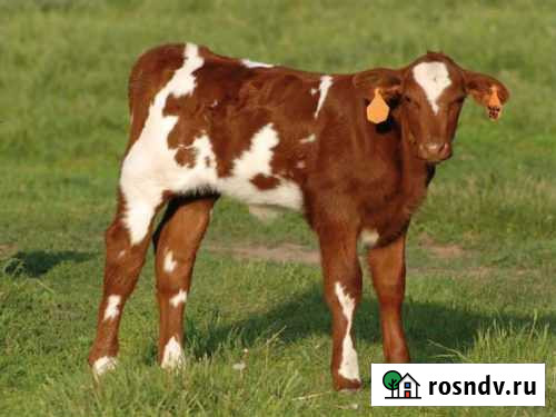 Бычки с доставкой Добринка - изображение 1