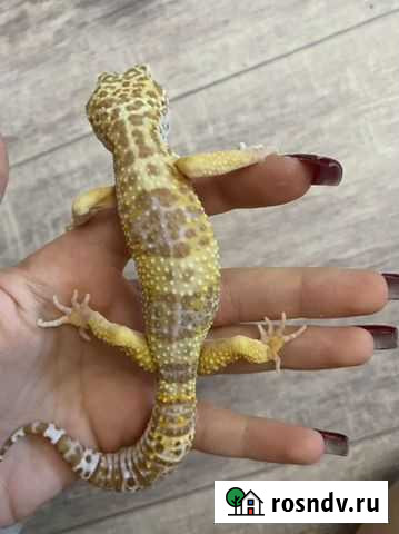 Эублефар Ростов-на-Дону - изображение 1