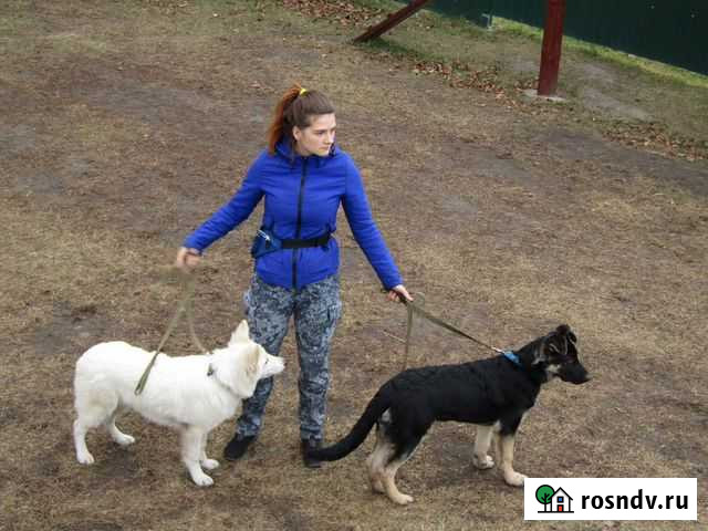 Передержка и выгул собак Барнаул - изображение 1