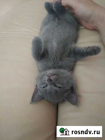 Передержка кошек Калуга - изображение 1