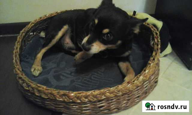 Лежаки и домики для питомцев Знамя Октября - изображение 1