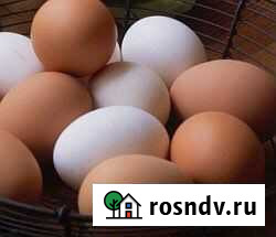 Домашнее куриное яйцо Соликамск - изображение 1
