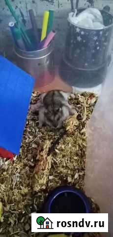 Джунгарский хомяк Усолье-Сибирское - изображение 1