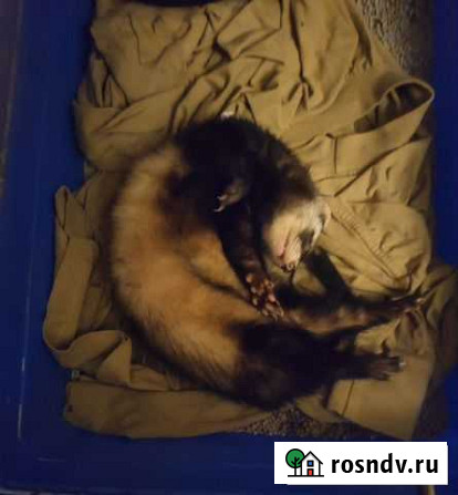 Хорек Белогорск - изображение 1