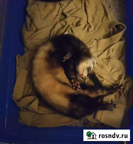 Хорек Белогорск - изображение 1