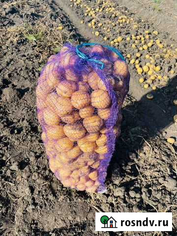 Продам картофель Липецк - изображение 1