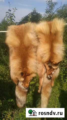 Шкура лисы лисья шкура мех Коломна - изображение 1