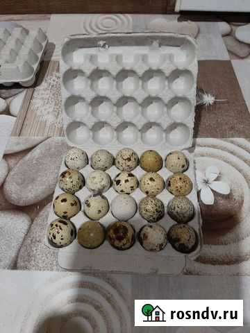 Яйца перепелиные домашние, домашние соленья Шахты - изображение 1