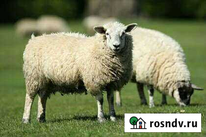 Бараны Благовещенск - изображение 1