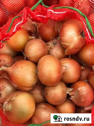 Лук оптом сорт Инфинити Елкин - изображение 1
