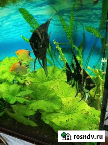 Аквариумные растения Тимашевск - изображение 1