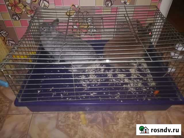 Декоративные карликовые кролики Энгельс - изображение 1