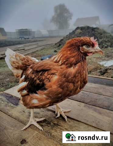 Куры молодки 6 мес Белебей - изображение 1