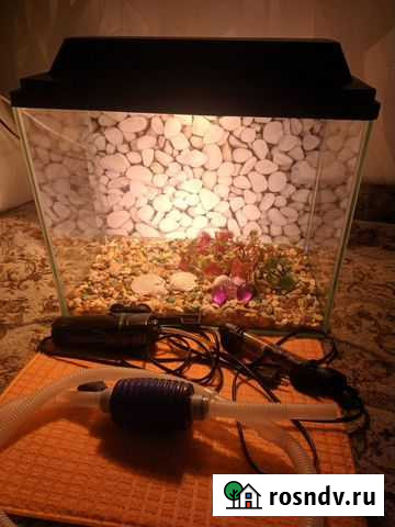 Пистия и др Йошкар-Ола - изображение 1