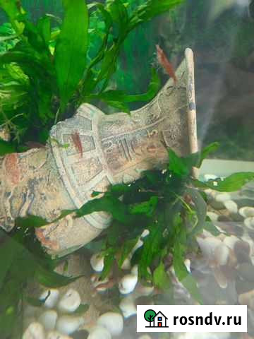 Креветки для аквариума Реутов - изображение 1