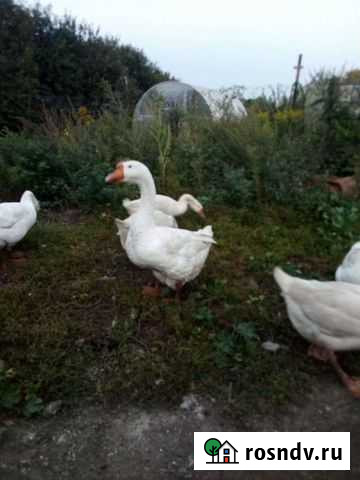 Гуси Тула - изображение 1