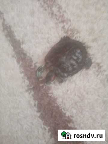 Отдадим в хорошие руки водоплавающую черепаху Уфа - изображение 1