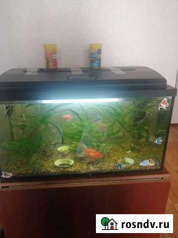 Аквариум Сургут - изображение 1