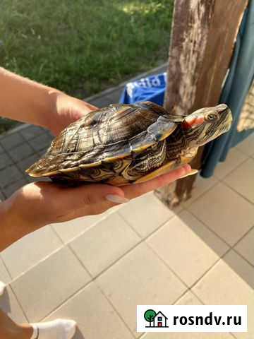 Красноухая черепаха Мурино - изображение 1