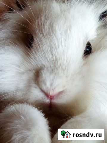 Декоративный кролик вислоухий Прокопьевск - изображение 1